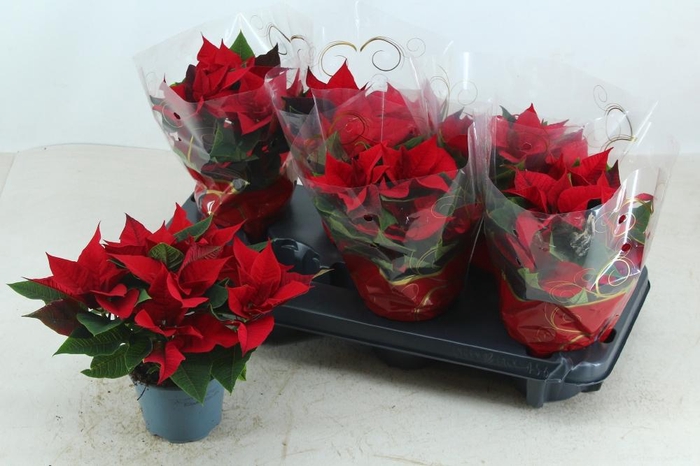 <h4>EUPHOR P SUPERBA</h4>