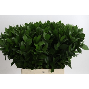 Ruscus Hypophyllum