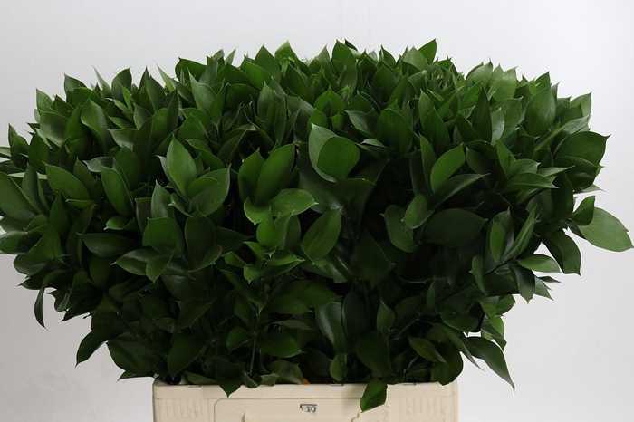 <h4>Ruscus Hypophyllum</h4>