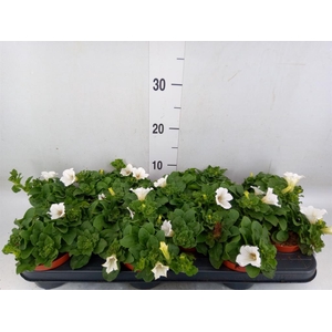 Petunia  'Surfinia Baby White'