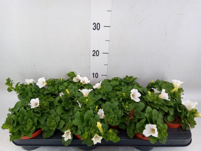 <h4>Petunia 'Surfinia Baby White'</h4>