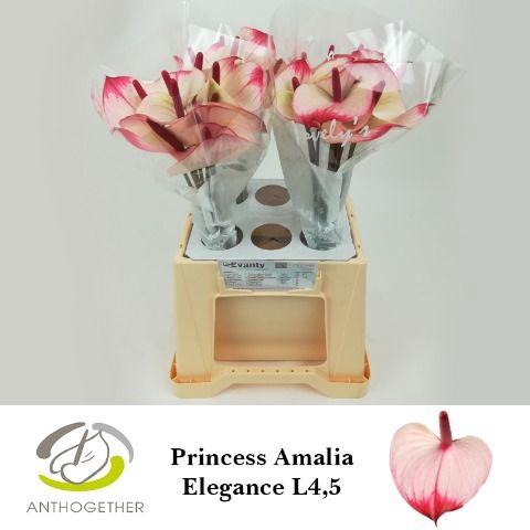 <h4>Anthurium Princess Amalia Elegance</h4>