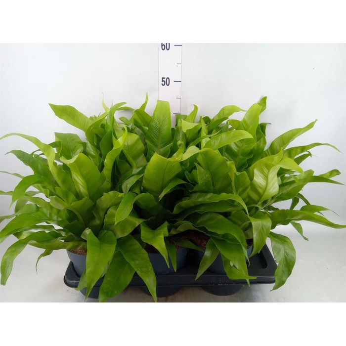 <h4>Asplenium antiquum</h4>
