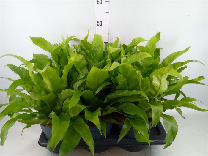 Asplenium antiquum