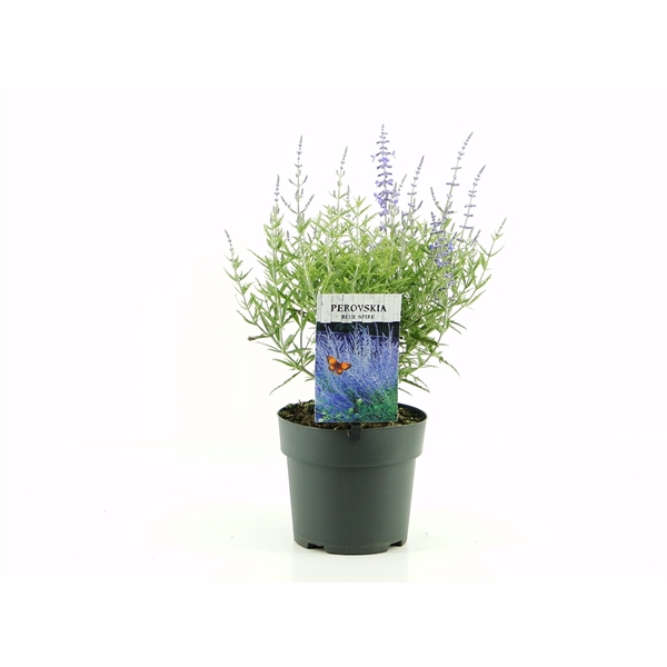 <h4>Perovskia atr. Blue Spire (antraciet) C2</h4>