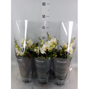 Phalaenopsis multi. 'Ant Lausanne'