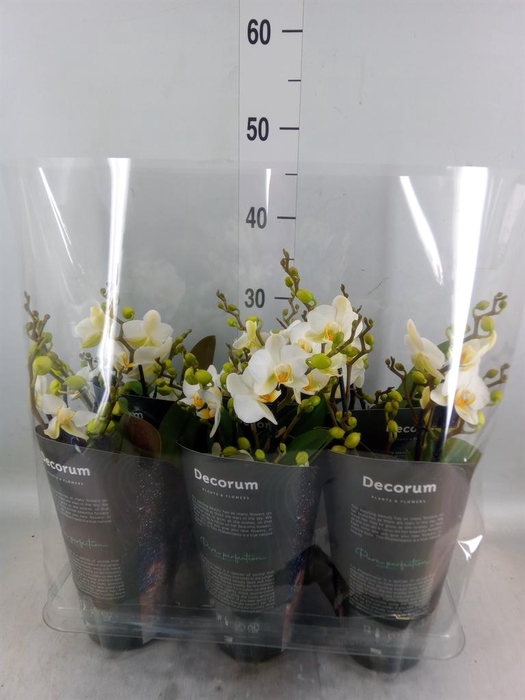 <h4>Phalaenopsis multi. 'Ant Lausanne'</h4>