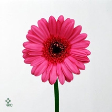 Kolibri Greens Succulenten mix in Octopus pot