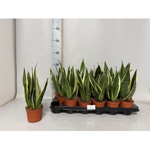 SANSEV TRIFASCIA  OV