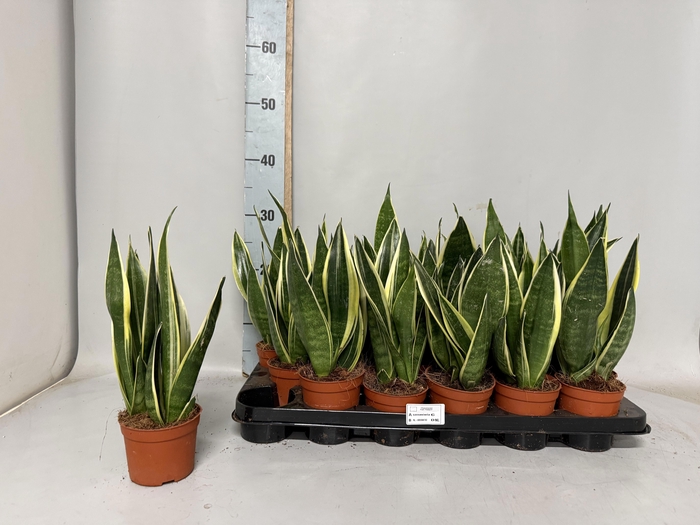 <h4>SANSEV TRIFASCIA OV</h4>