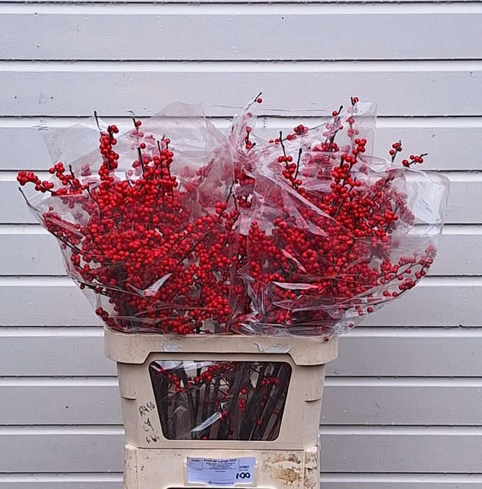 <h4>ILEX VE RODE BES</h4>