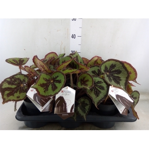 Begonia BD masoniana 'Mountain'