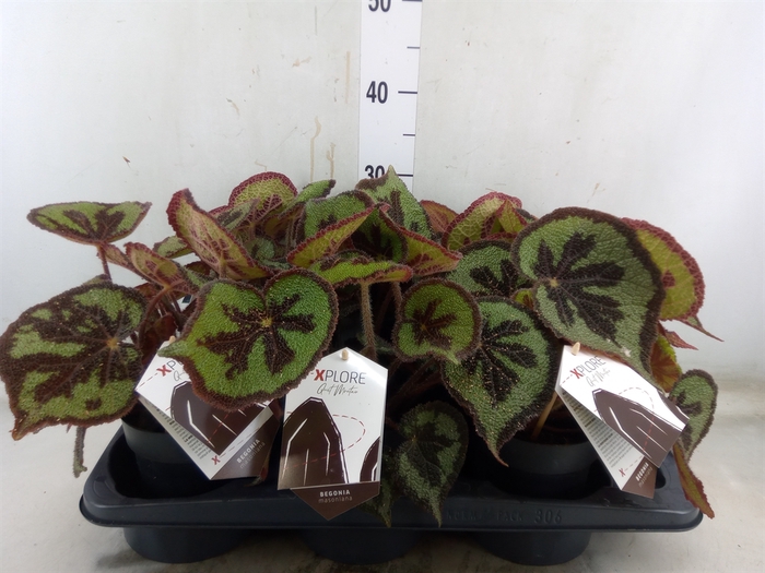 <h4>Begonia BD masoniana 'Mountain'</h4>