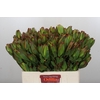 Leucadendron Laurel Yellow Spray