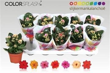 <h4>KAL GE GEM 7 KL</h4>