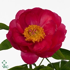 Paeonia Cytherea