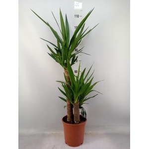 Yucca   ...