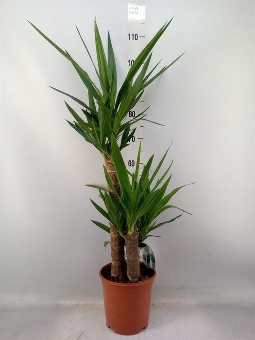 <h4>Yucca   ...</h4>