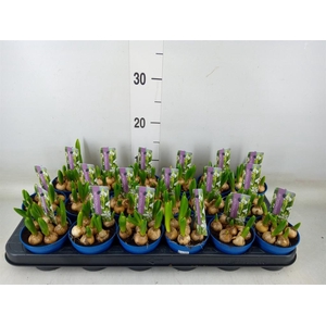 Ornithogalum balansae