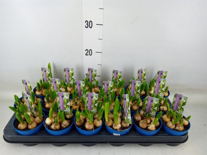 <h4>Ornithogalum balansae</h4>