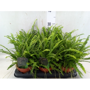 Nephrolepis cord. 'Duffii'