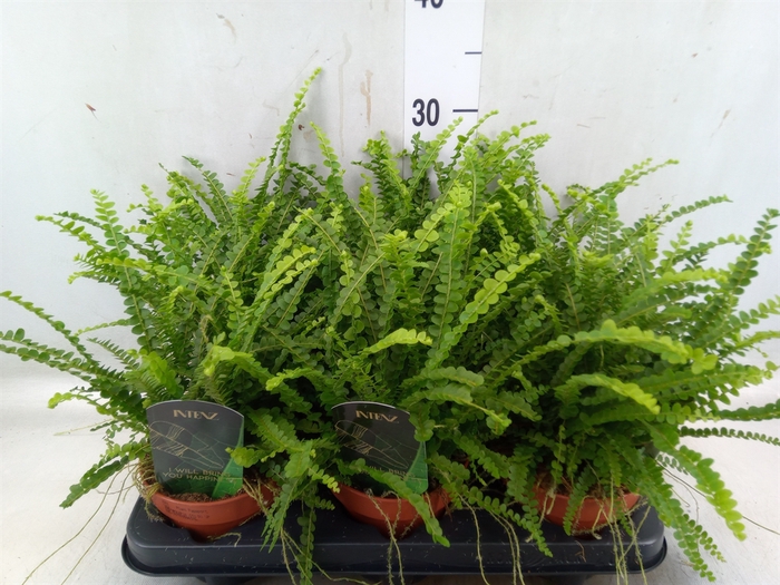 <h4>Nephrolepis cord. 'Duffii'</h4>