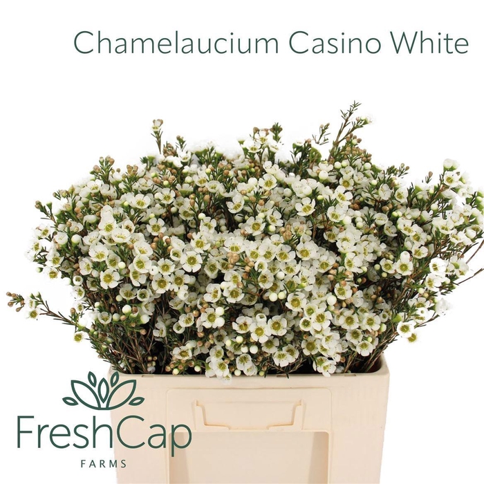 <h4>CHAME UN CASIN WHITE</h4>
