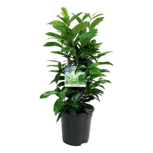 Prunus laur. 'Genolia' ®