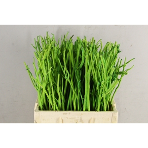 Mitsumata Flock D.Green Bs(10)