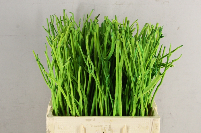 <h4>Mitsumata Flock D.Green Bs(10)</h4>