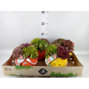Arr.  Sempervivum L%