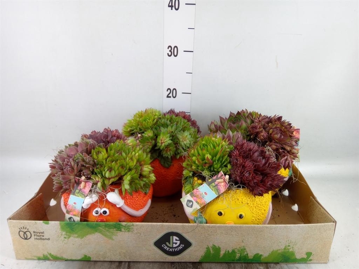 <h4>Arr.  Sempervivum L%</h4>