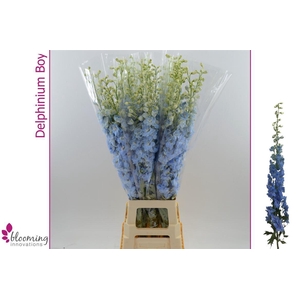 Delphinium DU 'Dewi Boy'