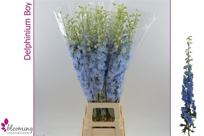 <h4>Delphinium DU 'Dewi Boy'</h4>