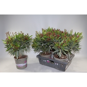 NERIUM OLEANDER OV