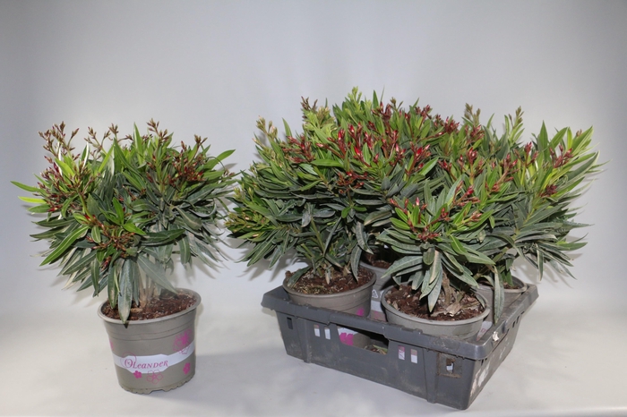 <h4>NERIUM OLEANDER OV</h4>