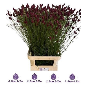 Sang Of Scarlet Star