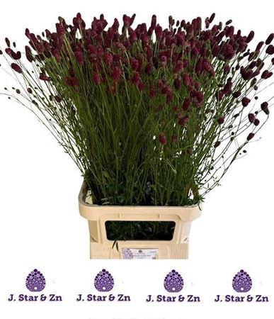 <h4>Sang Of Scarlet Star</h4>