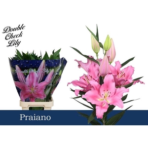 Li Or Praiano 5+ Double Check