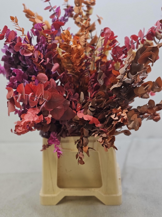 <h4>GESTABILISEERD EUC STUARTIANA MIX IN DE DOOS</h4>