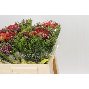 BQ Nutans 2 Flower