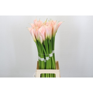 Zantedeschia Eydolls Salmon