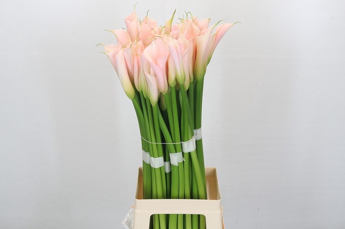 <h4>Zantedeschia Eydolls Salmon</h4>