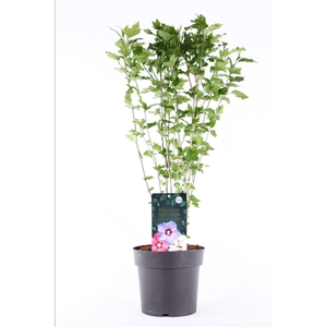 Hibiscus syriacus