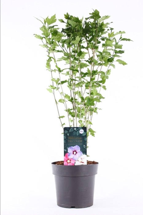 <h4>Hibiscus syriacus</h4>