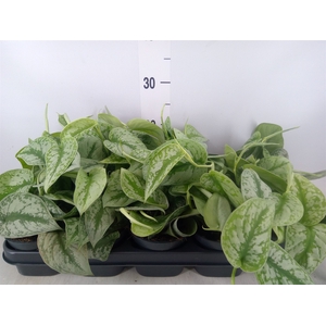 Scindapsus pictus 'Trebie'