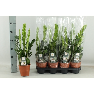 ZAMIO ZAMIIFOLIA