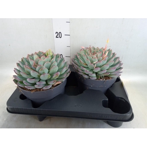 Echeveria  'Apus'