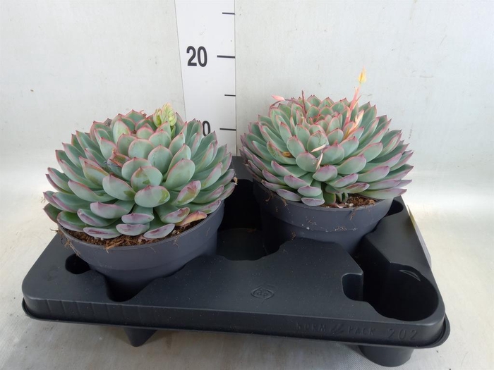 <h4>Echeveria  'Apus'</h4>