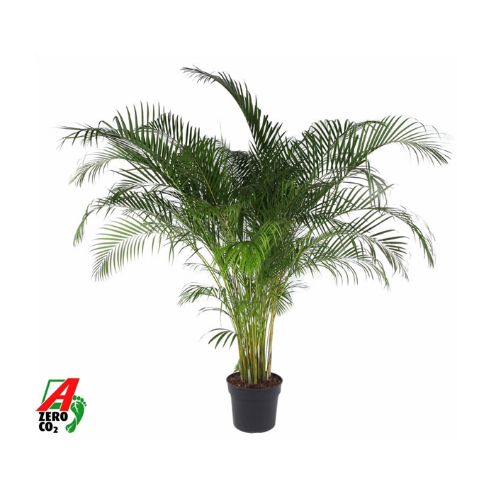 <h4>Dypsis Lutescens(Areca) P40</h4>